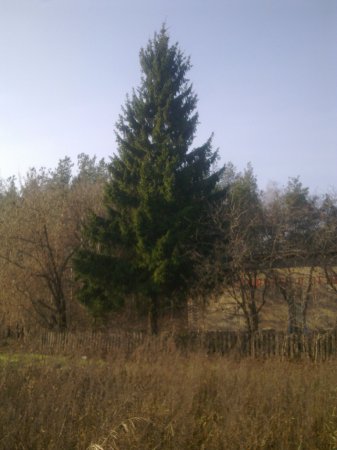Главную новогоднюю елку Нижнего Новгорода установят к 15 декабря
