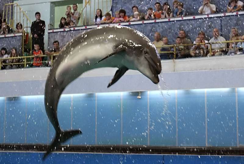 В Нижнем Новгороде откроется дельфинарий