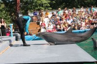 Фотоотчет с открытия дельфинария в Нижнем Новгороде
