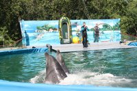 Фотоотчет с открытия дельфинария в Нижнем Новгороде